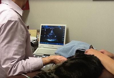 Ultrasound Technology at Tri-County Animal Hospital
