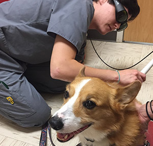 Duncan at Tri-County Animal Hospital