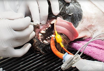 pet periodontal pet education