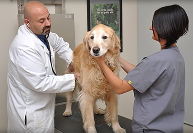 Senior dog veterinary care in Wayne NJ