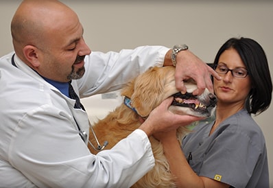 Pet Dental Exams at Tri-County Animal Hospital