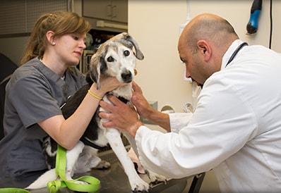 Veterinary emergency at Tri-County Animal Hospital