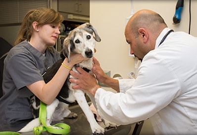 tri county animal emergency clinic