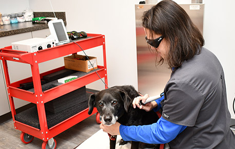 Cold Laser Therapy for Pets in Wayne