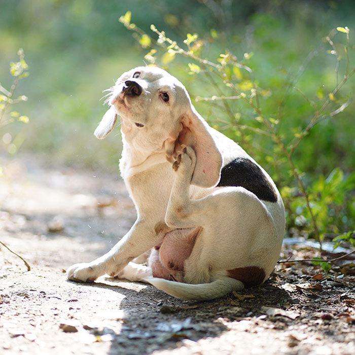 wayne-veterinary-Allergy